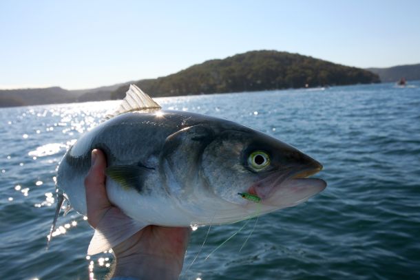 Salmon netting: DPI response won’t appease fishos